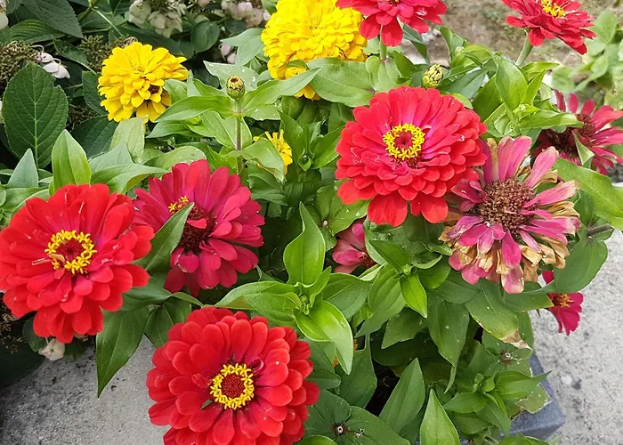 Les Glycines